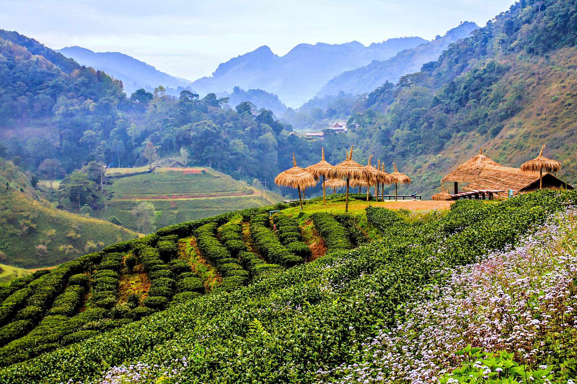 雁南飞茶田风景区图片图片