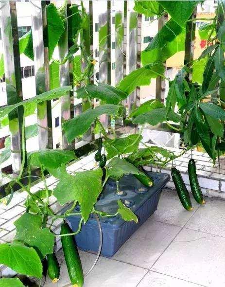 阳台种黄瓜,撒把"放心料",搭个架,每节都有瓜,想吃随手摘