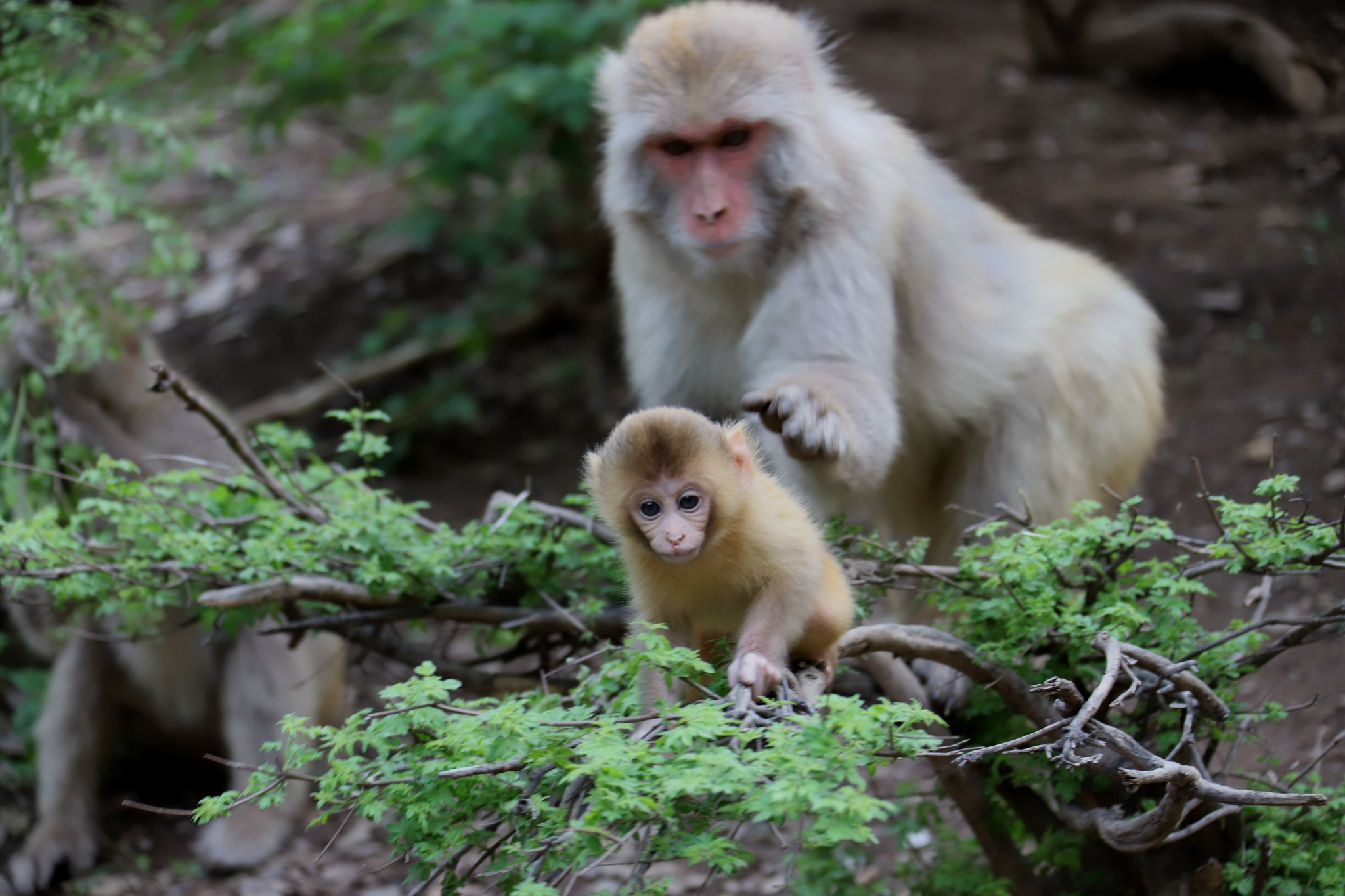 "河南济源:野外猕猴"宝宝"灵动可爱"