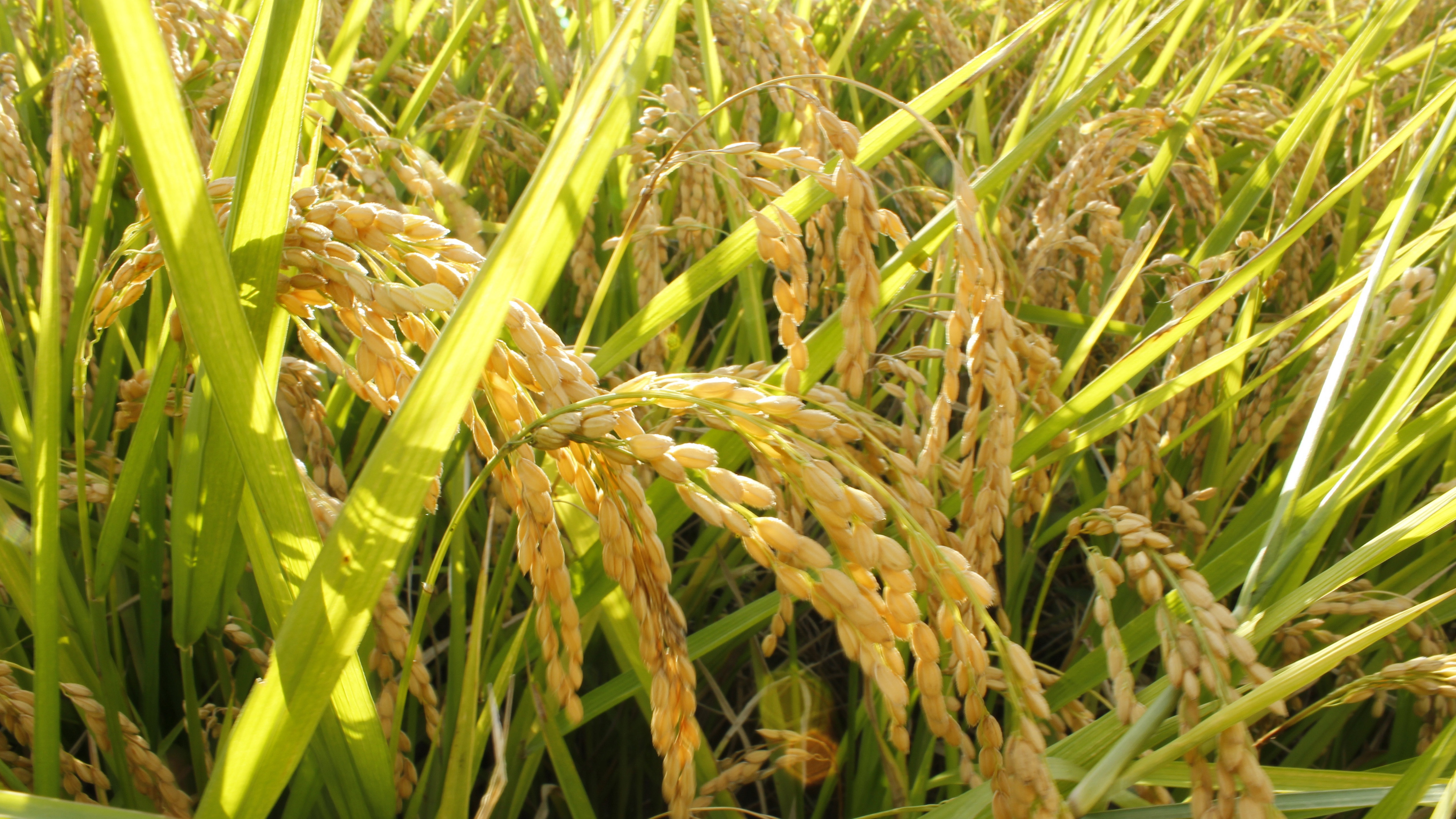 巨人稻(巨人稻种子供应)