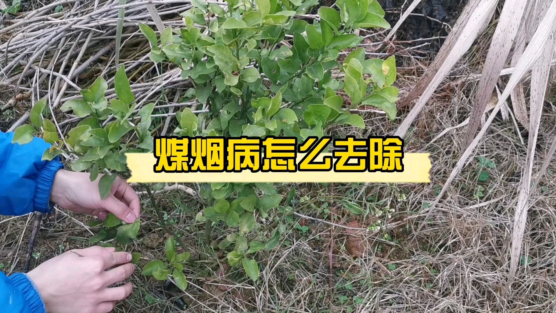 柑橘煤烟病怎么治,找对时间和用药很重要!