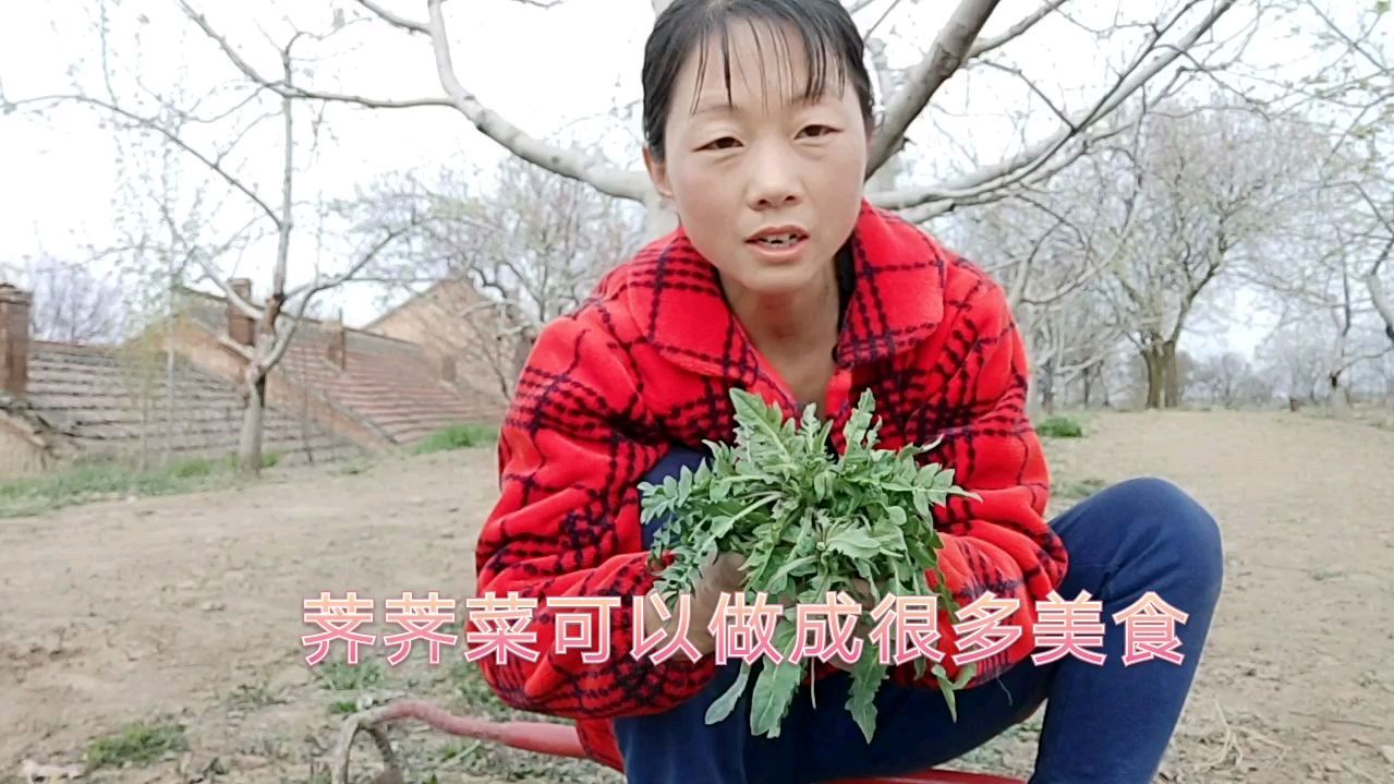 野生荠菜太好吃了,营养价值很高,你吃过吗?应该怎样辦认荠菜