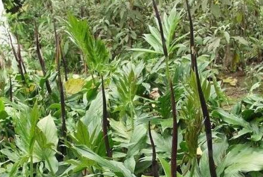 一种叫"蛇见怕"的野草,是农人用来对付蛇的工具,还能治蛇伤