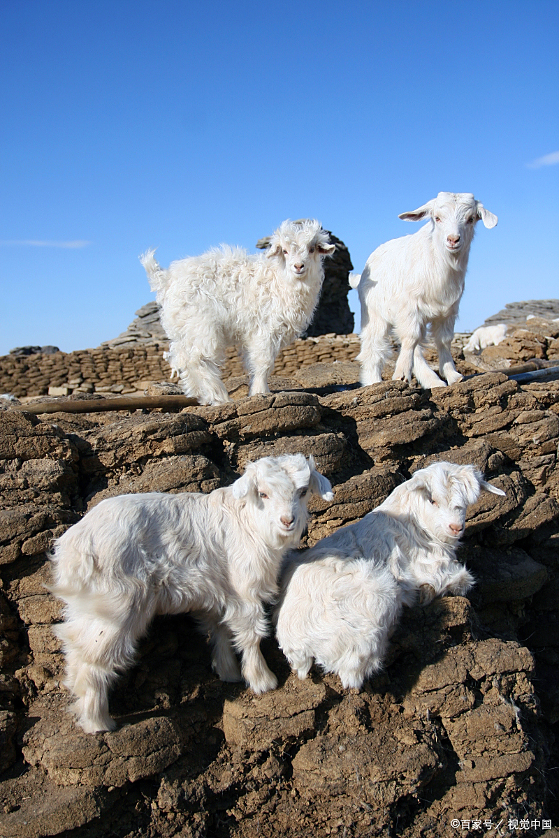 这几天小羊羔多可爱