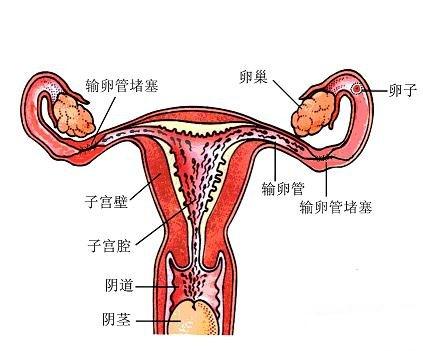 这三类女性不容易怀孕,科学备孕合理调理有效增加机率!