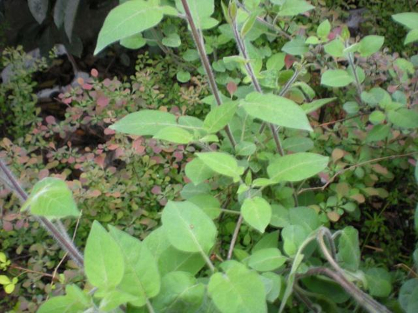 农村有种"五味草",农民当害草除掉,城里人有钱难买