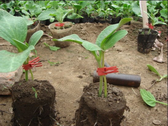 葫芦南瓜 - 热门商品专区