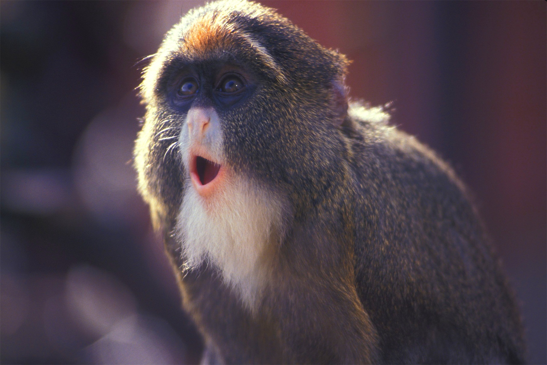 最独特的猴科物种之一白臀长尾猴,长着一副很有学问的