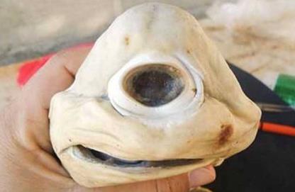 壮发蛙,一种生存在非洲一带的奇特蛙类,这种蛙最奇特之处在于它完美地