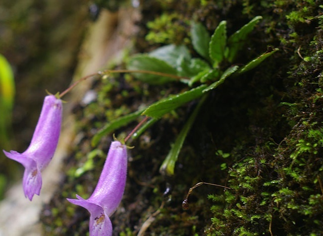 常见植物知识普及——粗筒苣苔属