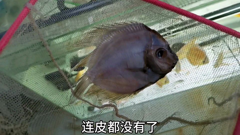 得了内寄的七彩神仙鱼,即使治好后,也会变成刀片鱼,然后死掉