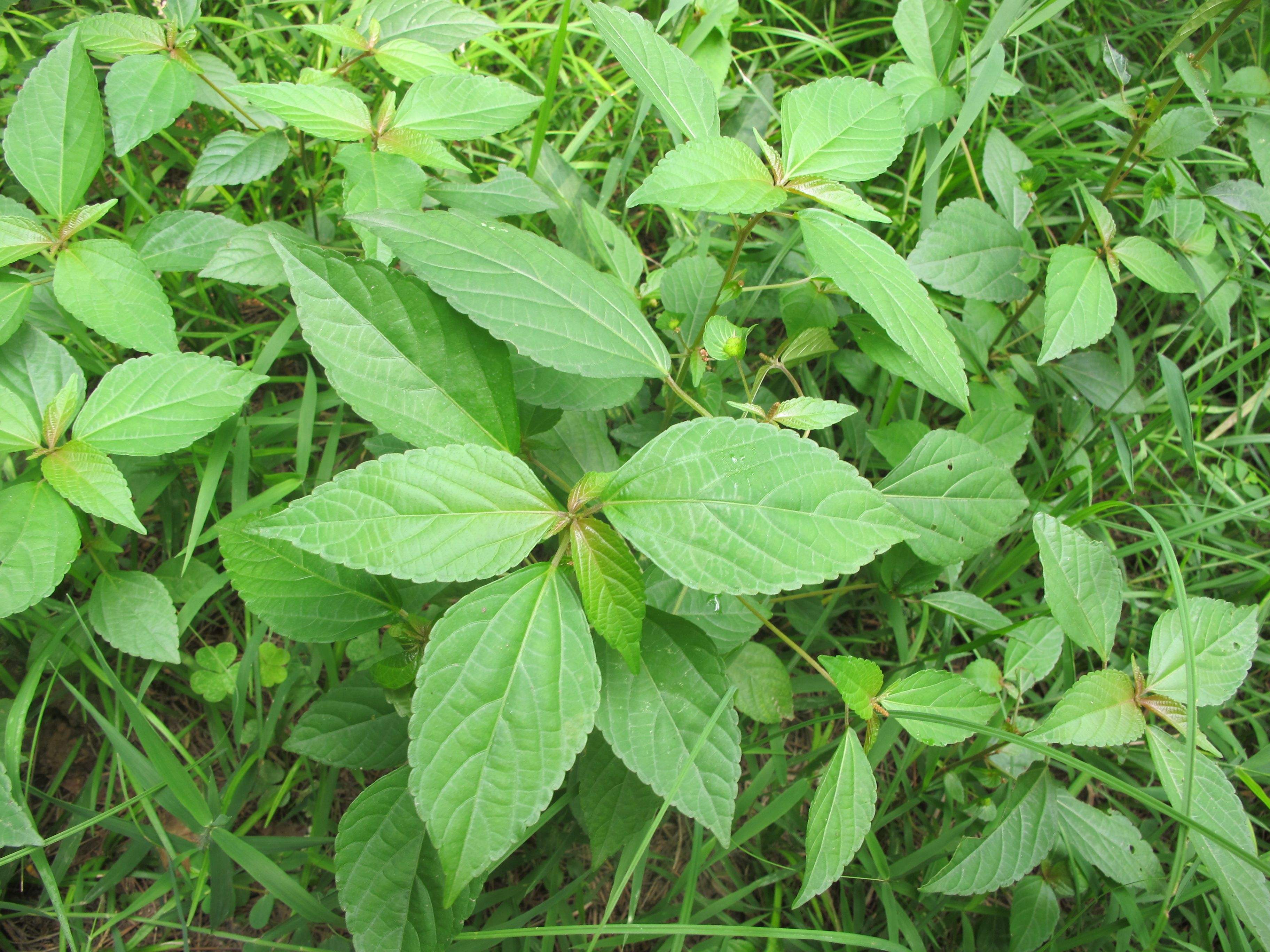 長得像莧菜,過去農民靠它充飢,卻不知它對腸炎有好處!