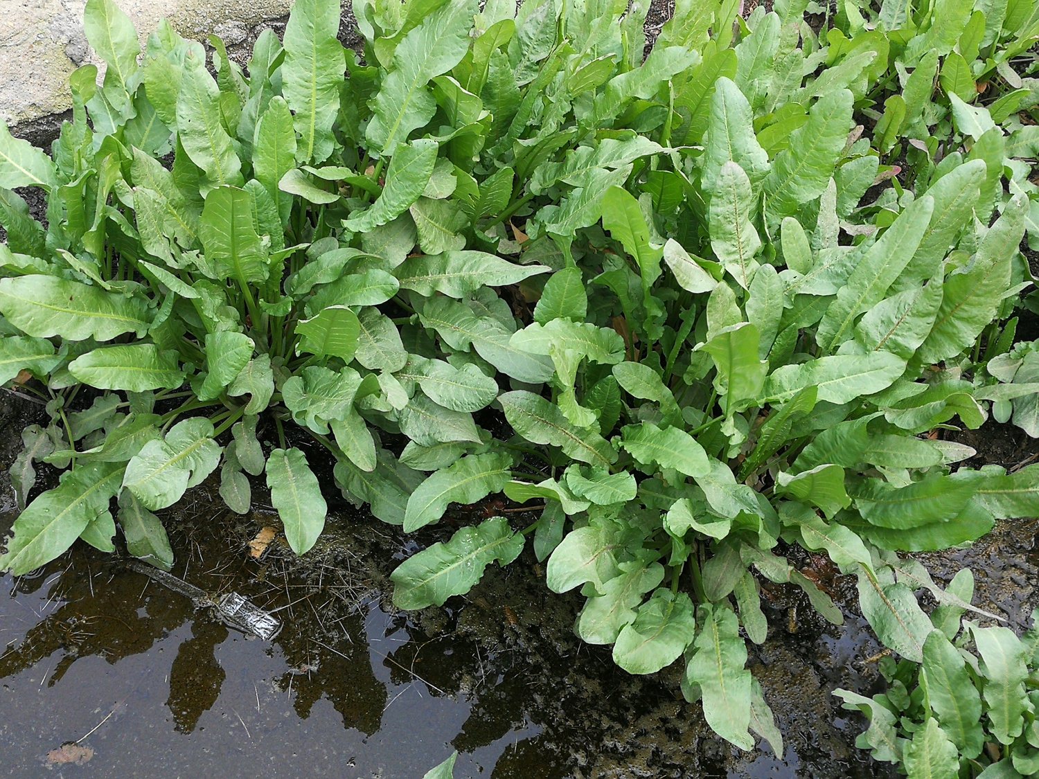 农村小河边的羊蹄草,俗称野菠菜,用它洗头能使头发乌黑铮亮