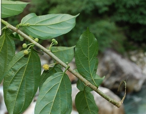 你真的了解柘藤吗?给大家科普一下