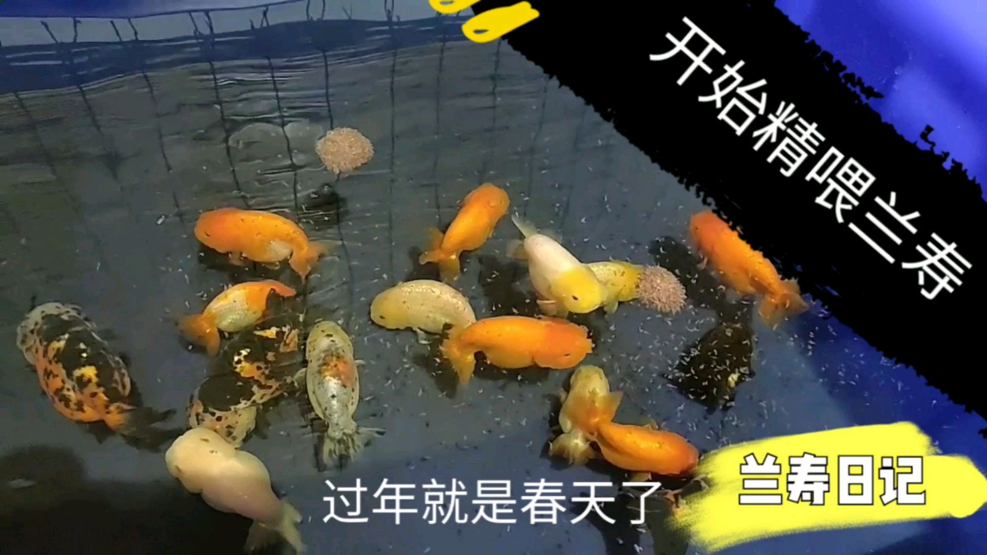 给兰寿金鱼喂喂鱼虫 开春多生小鱼苗