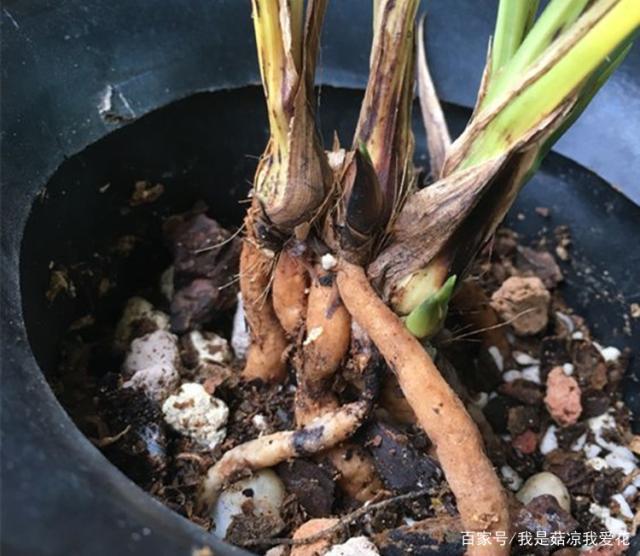 兰花"烂根"不要急,跟着我处理,很快就能补救回来!