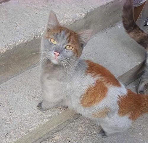 喵星人灰头土脸的样子,太形象了!