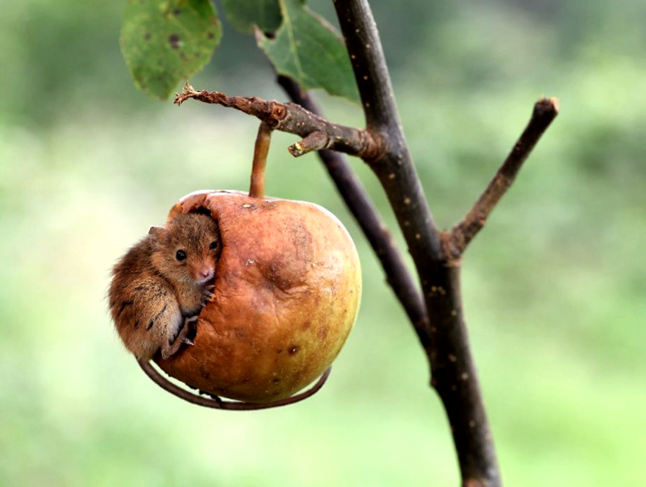 看这只聪明伶俐的小巢鼠,有一个悬挂在树上的苹果小窝