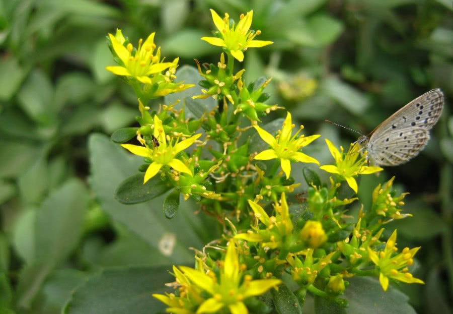 农村"高钙菜",钙量是牛奶的3倍,在家种一盆可反复采摘20年