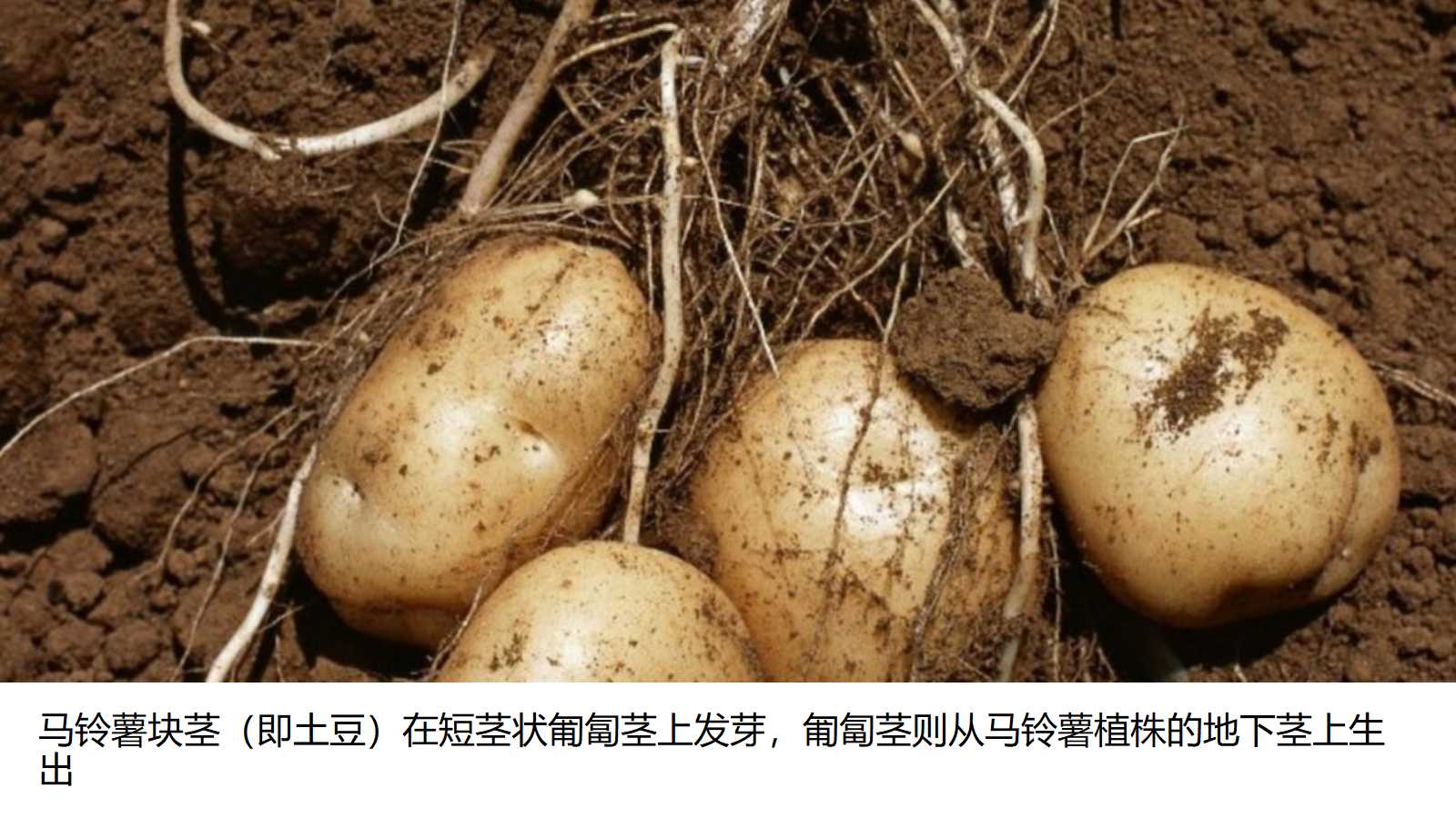 马铃薯块茎(即土豆)在短茎状匍匐茎上发芽,匍匐茎则从马铃薯植株的