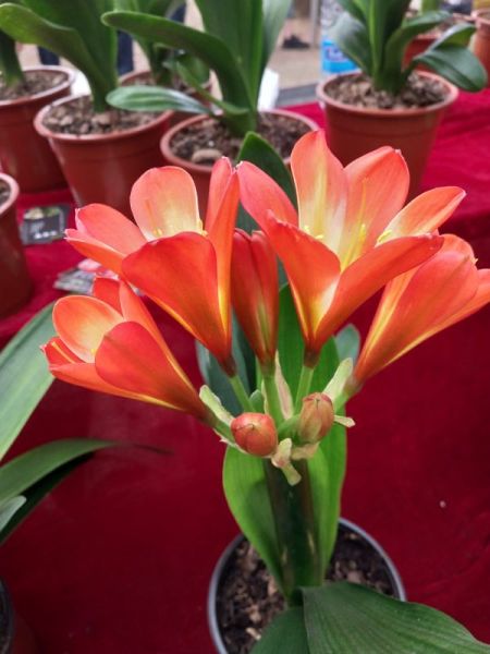 沈阳举办首届"父亲花"君子兰文化节