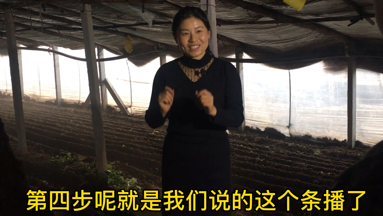 羊肚菌传统种植步骤和注意事项,适合小面积羊肚菌种植,周晴晴