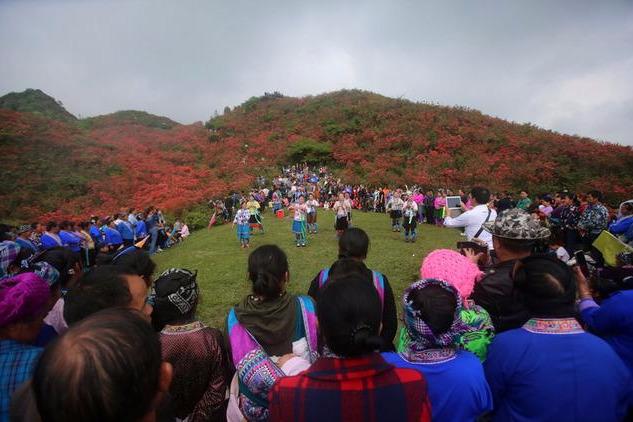 广西融水:元宝山上映山红