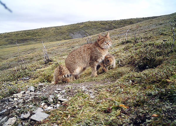 三江源地区首次记录到荒漠猫抚育幼崽影像