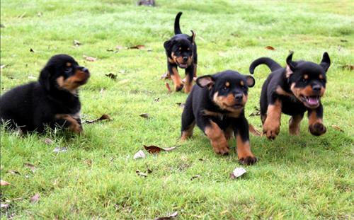 養寵知識分享:羅威納犬有小型的嗎,3個月羅威納犬看起來小