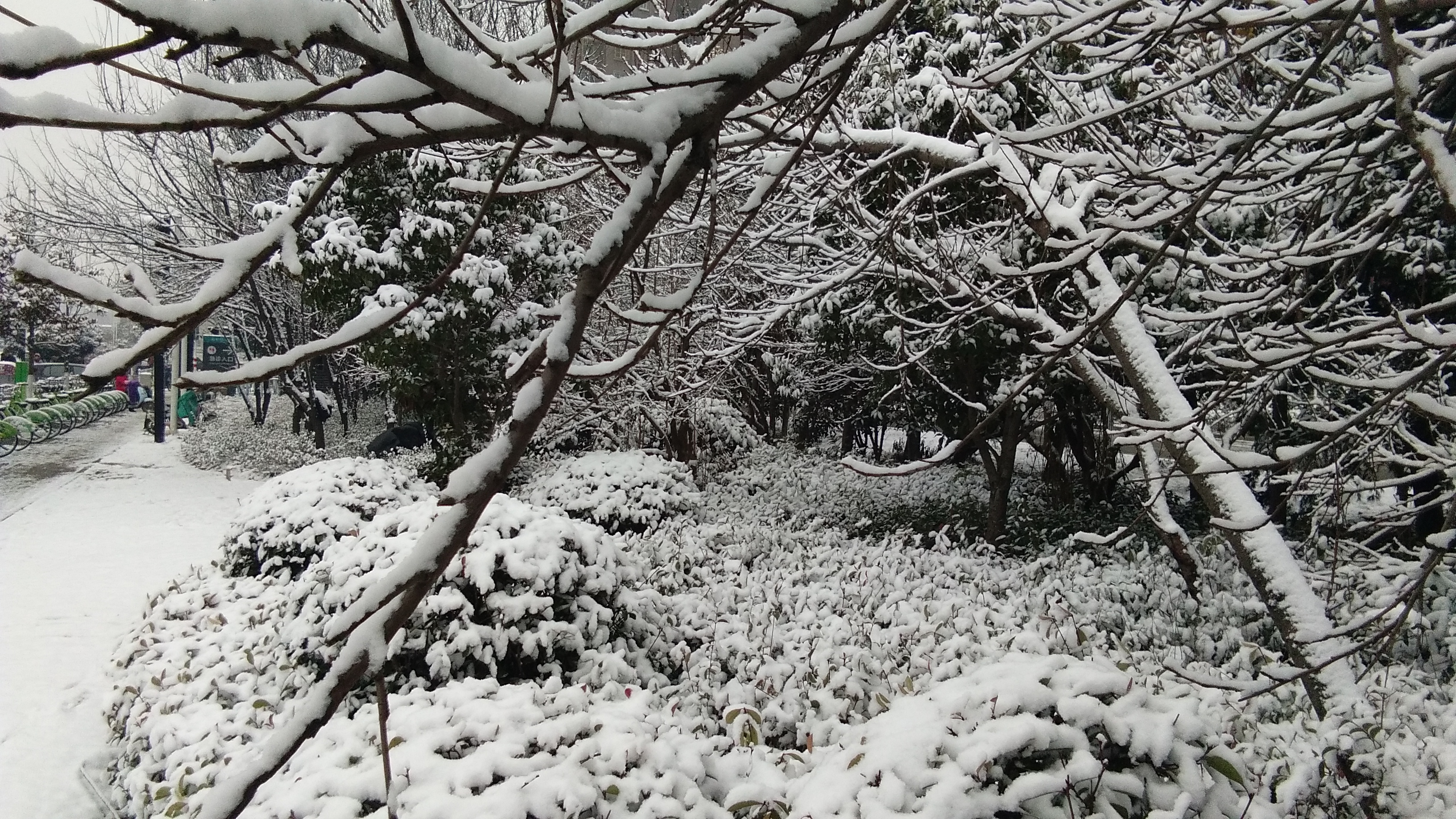 江苏徐州昨天迎来降雪,雪景美不胜收