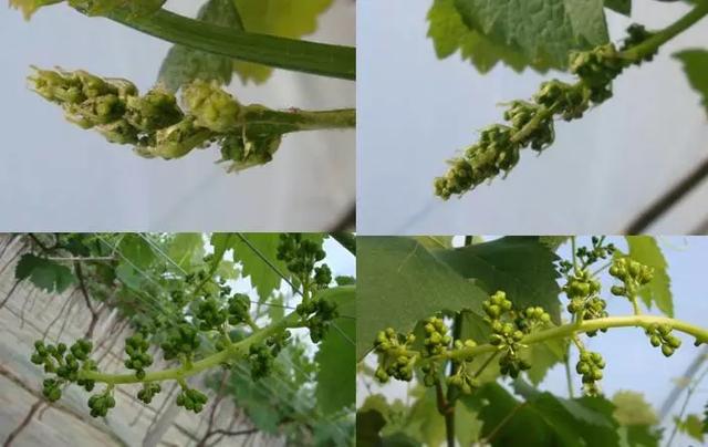 葡萄开花坐果期虽短但却十分关键!全套管理技术来了