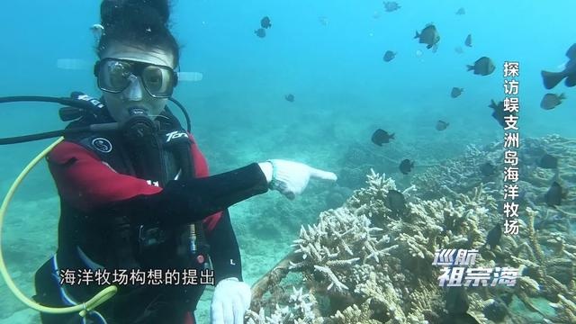 《巡航祖宗海》带您探访蜈支洲岛海域海洋牧场 领略海底的大美