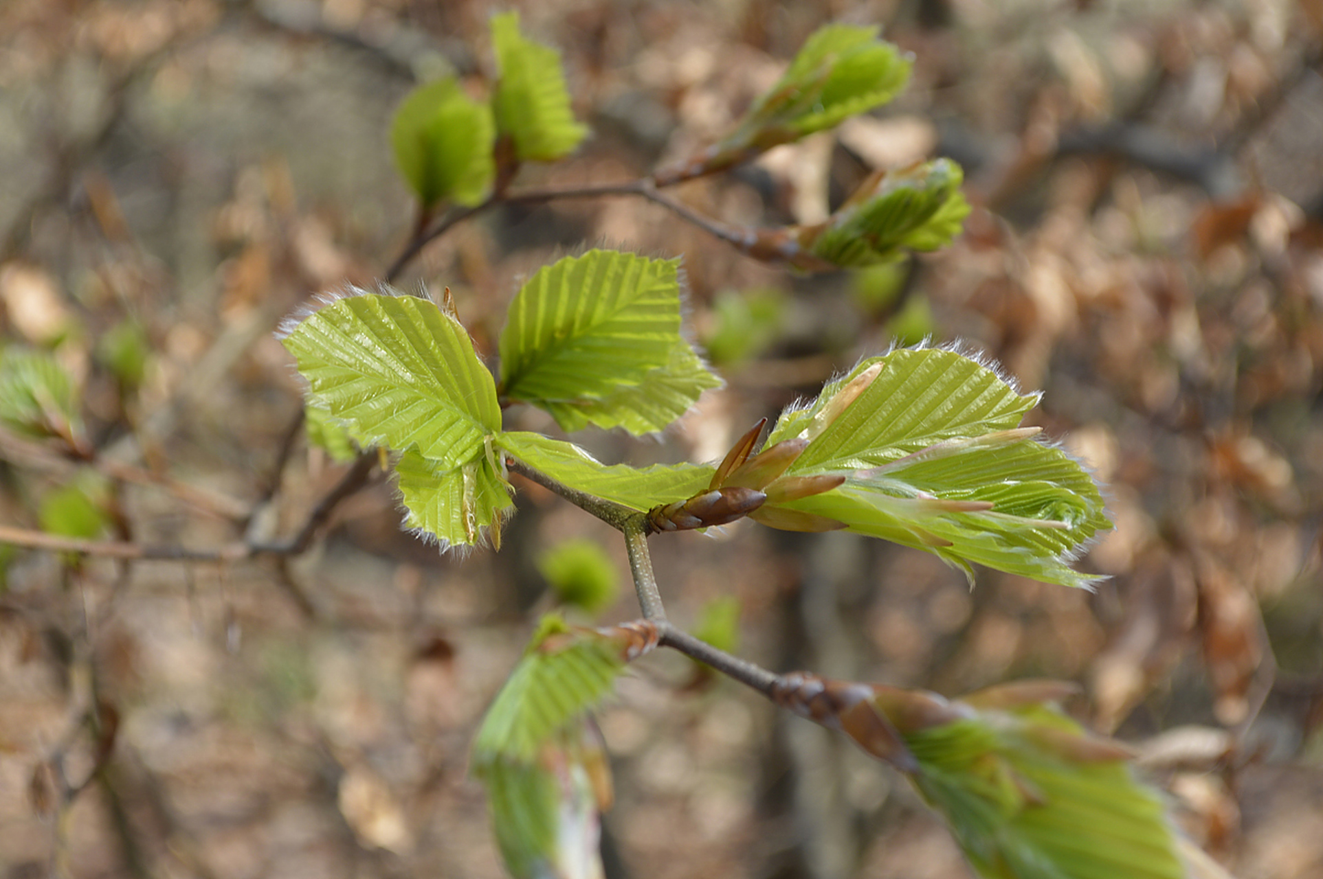 榆树先开花结籽,然后叶片展放,翅果近圆形,成簇生状,犹如古代人们使用