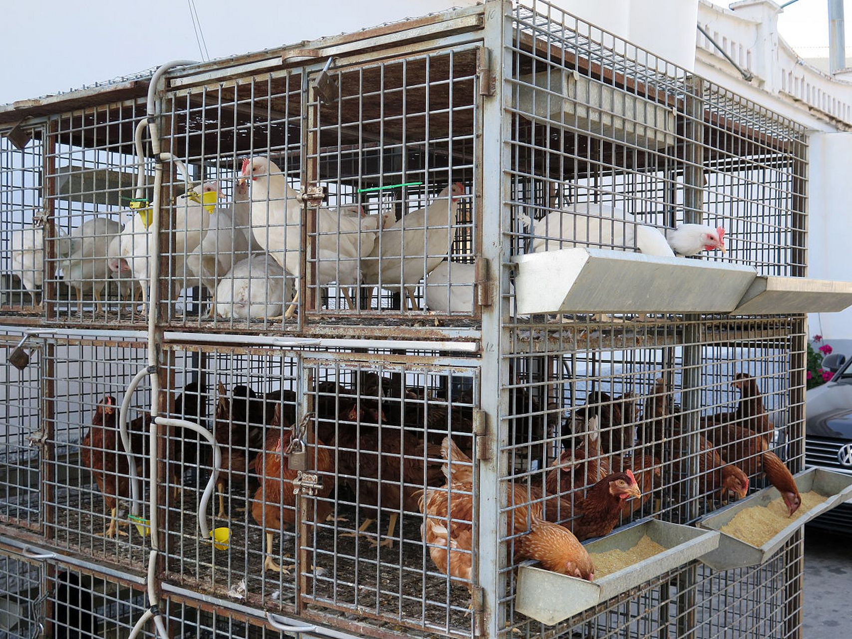 鸡笼可为鸡提供舒适环境,预防疾病