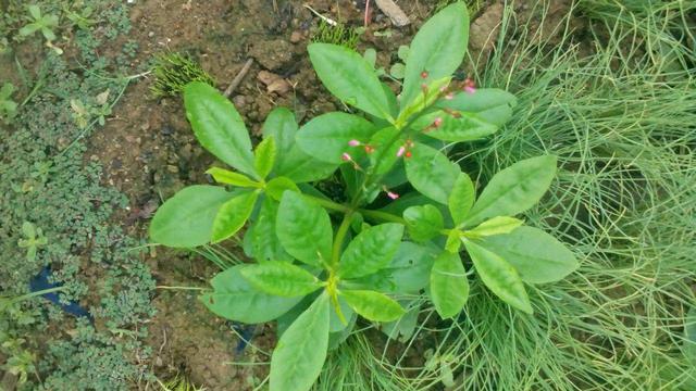 很多人不懂叫它野菜,其实它叫"土人参,南方很常见!