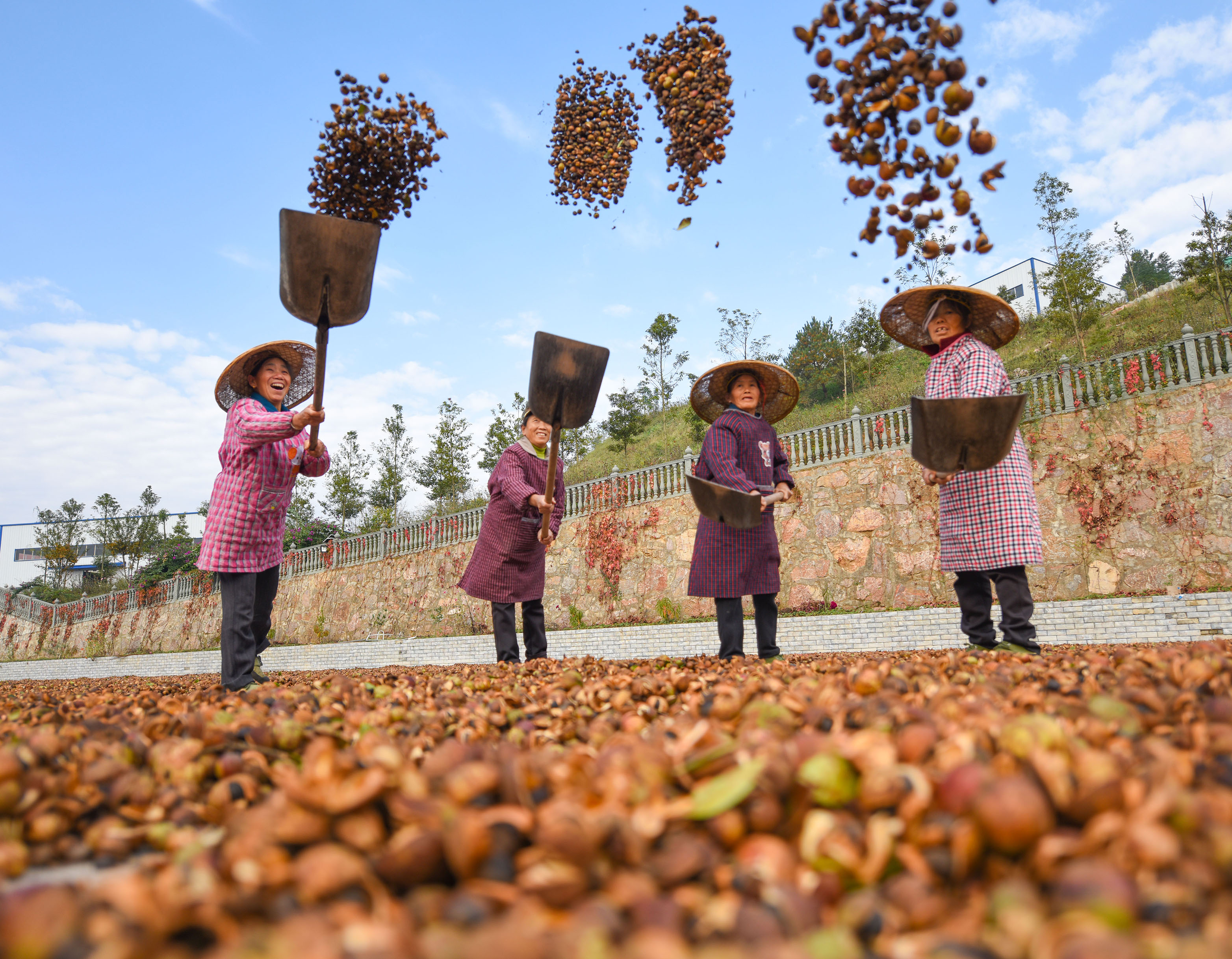 贵州油茶图片大全图片