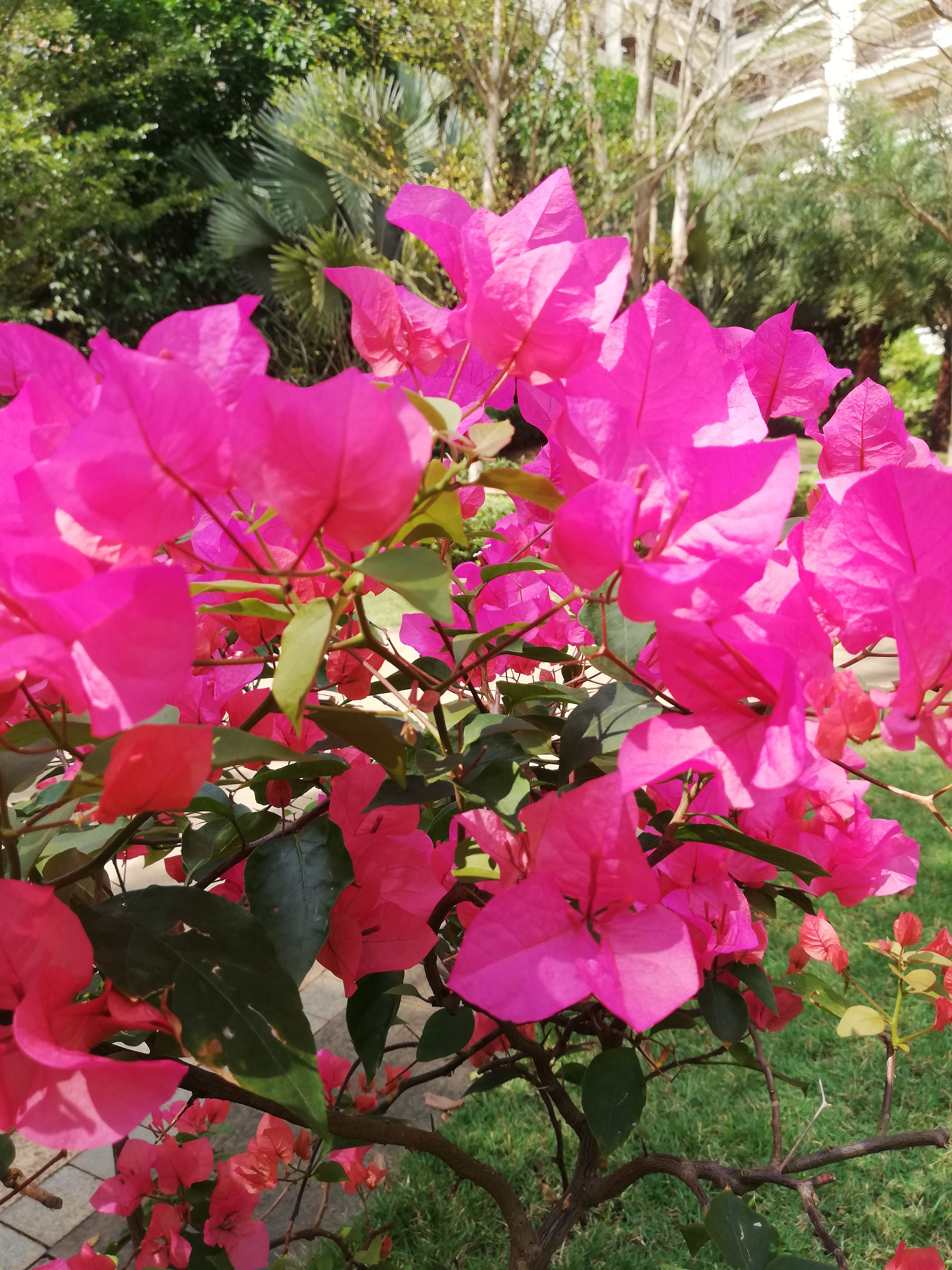 植物风光,三角梅花开的季节