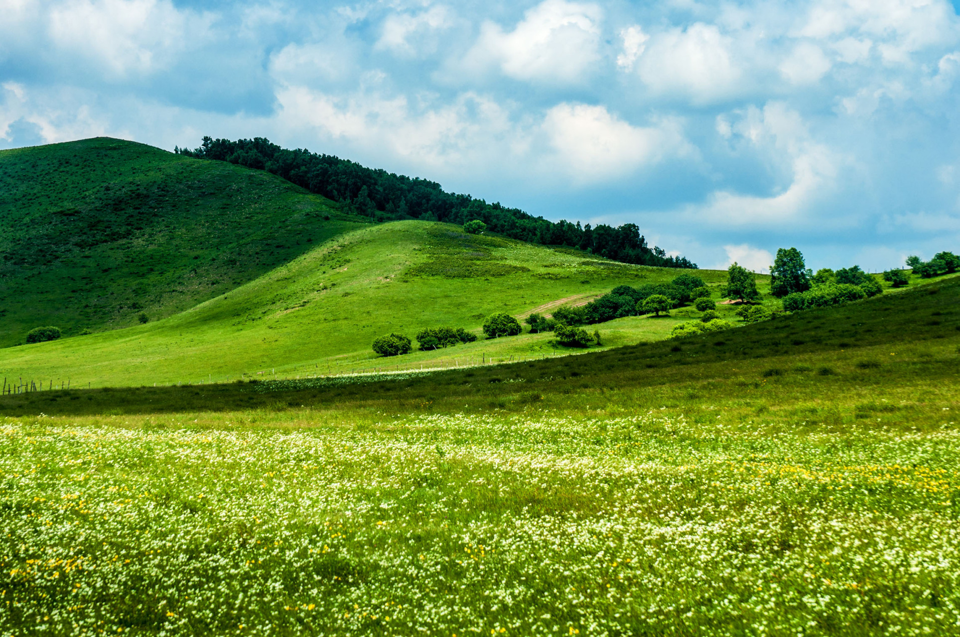 6月的坝上草原,百花盛开,绿草茵茵,气候又特别凉爽,是一个特别适合