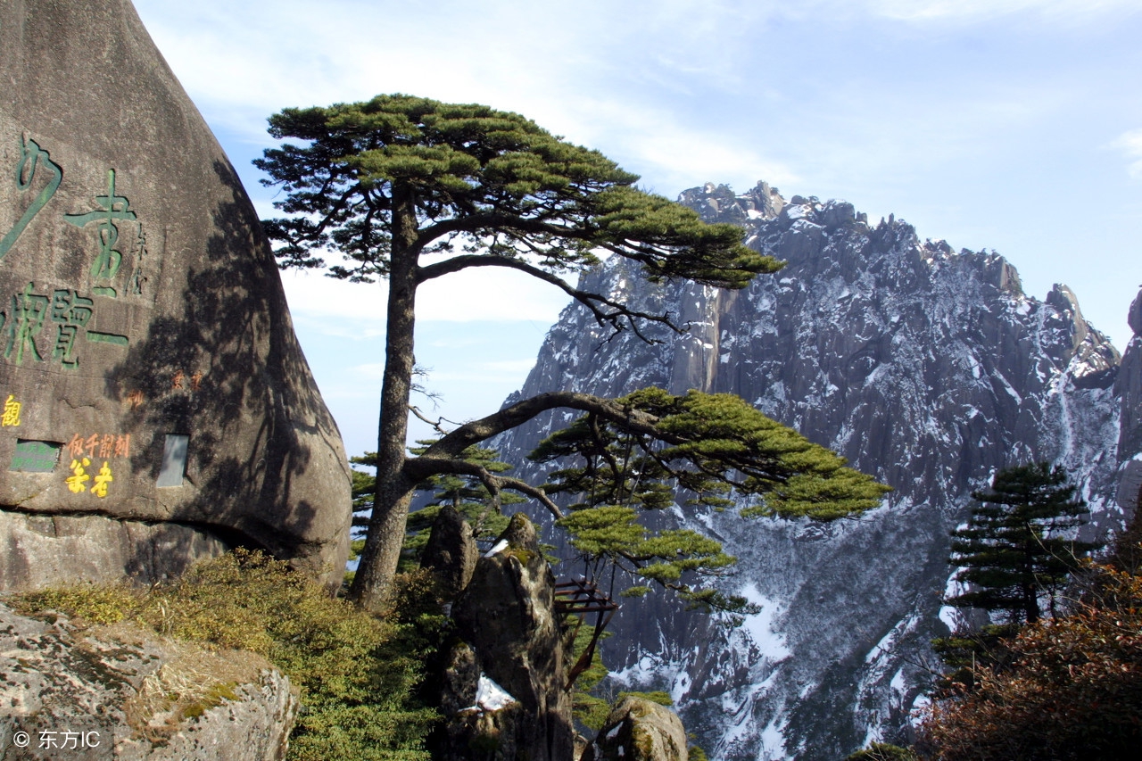 迎客松姿态优美,枝干遒劲,虽然饱经风霜,却仍然郁郁苍苍,充满生机.