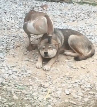 341_376gif 动态图 动图