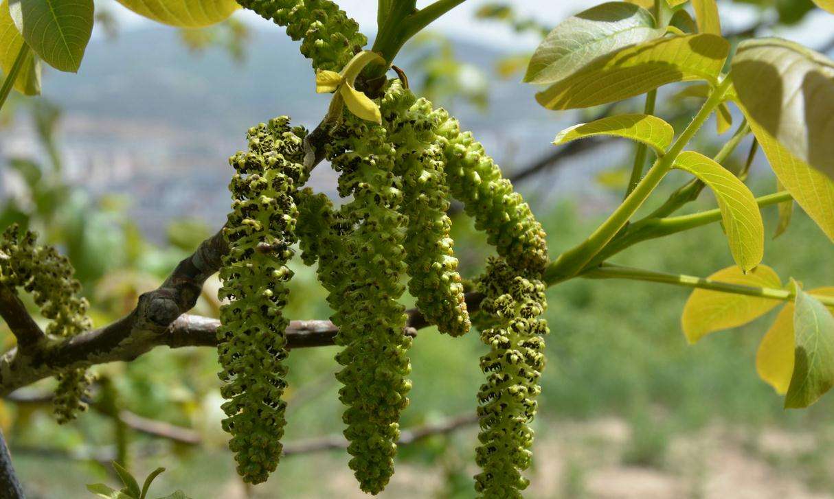 这种长得的像"毛毛虫"的植物,价格50一斤,农民还不舍得卖