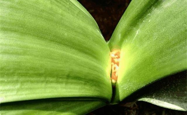 君子兰"夹箭"别灰心,套1个"塑料袋"就搞定,3周冒出大花箭