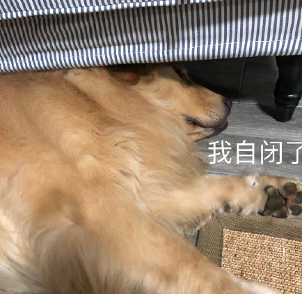 斗图常用的沙雕狗子表情包