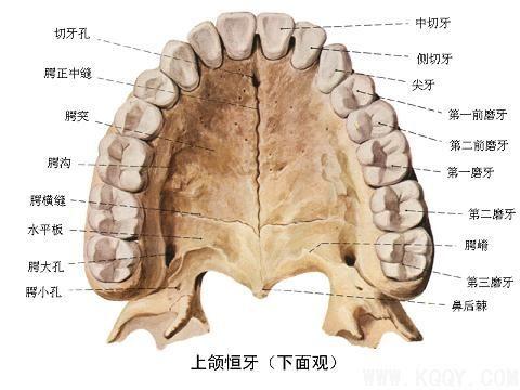 牙齿一共有多少颗图片