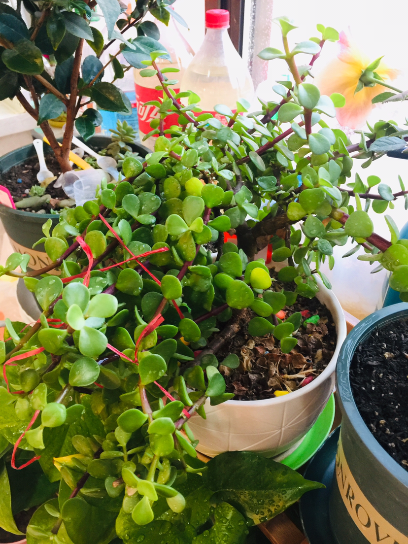 "4种"马齿苋,能吃也能爆花,做成盆景更美