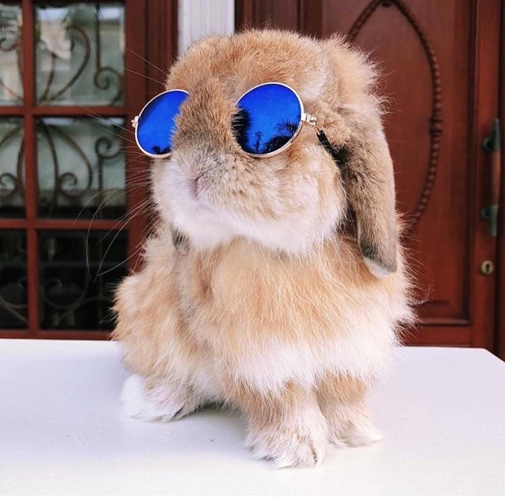 兔子戴墨镜的头像图片