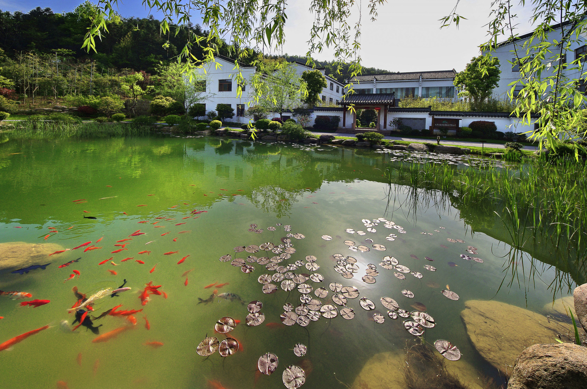 佛国九华,水墨五溪,走进"九华十景"之首,五溪山色景区