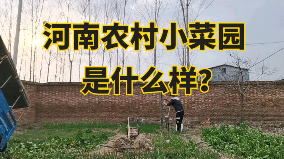河南农村每家都有小菜园,还害怕蔬菜价格贵,网友:这样也行?