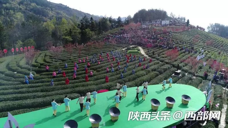 紫阳23万亩富硒茶园陆续开园 游客边采茶边体验"紫阳民歌"