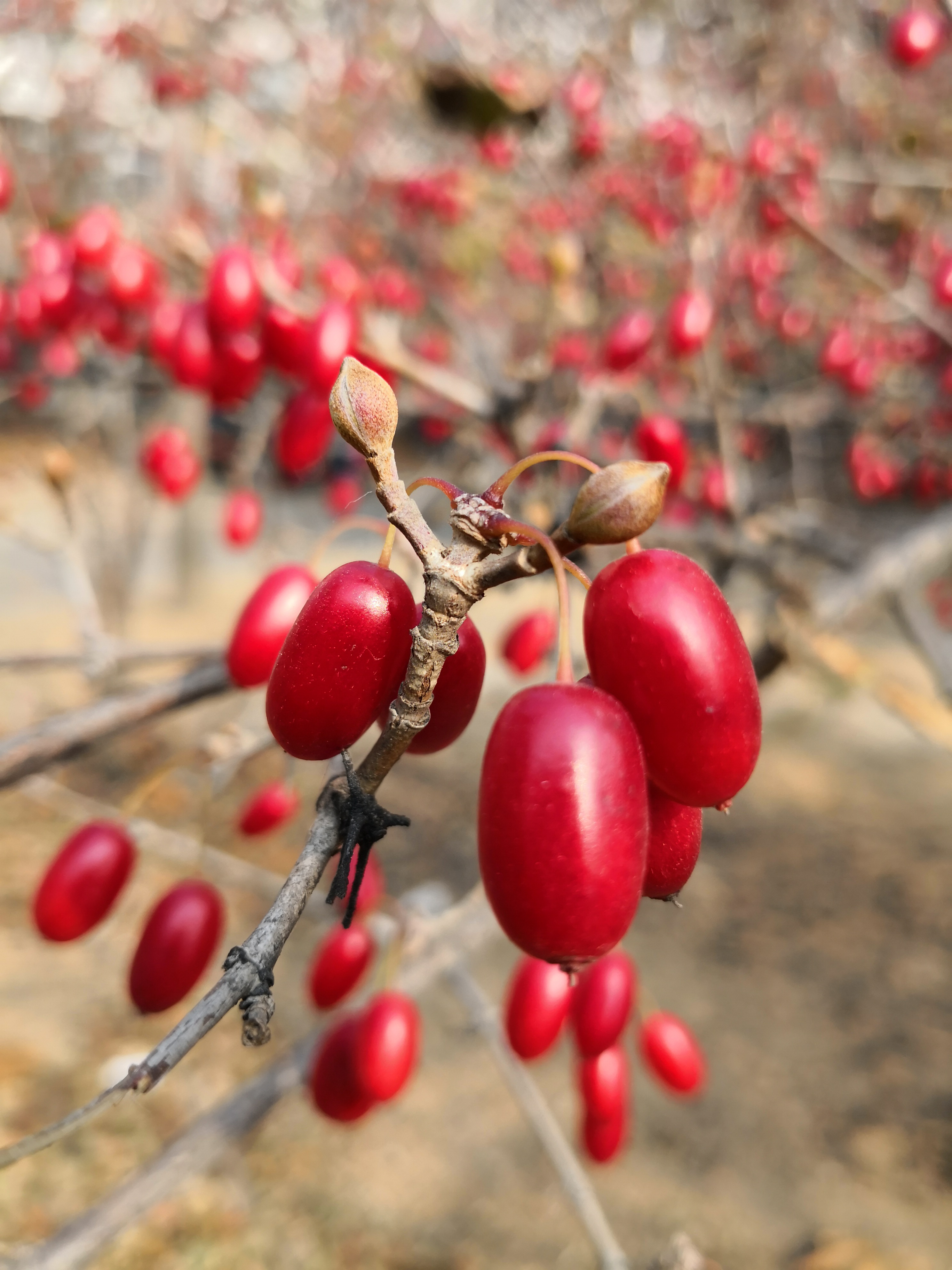 冬赏山茱萸,枝无叶果更红,芽苞蓄势待春风